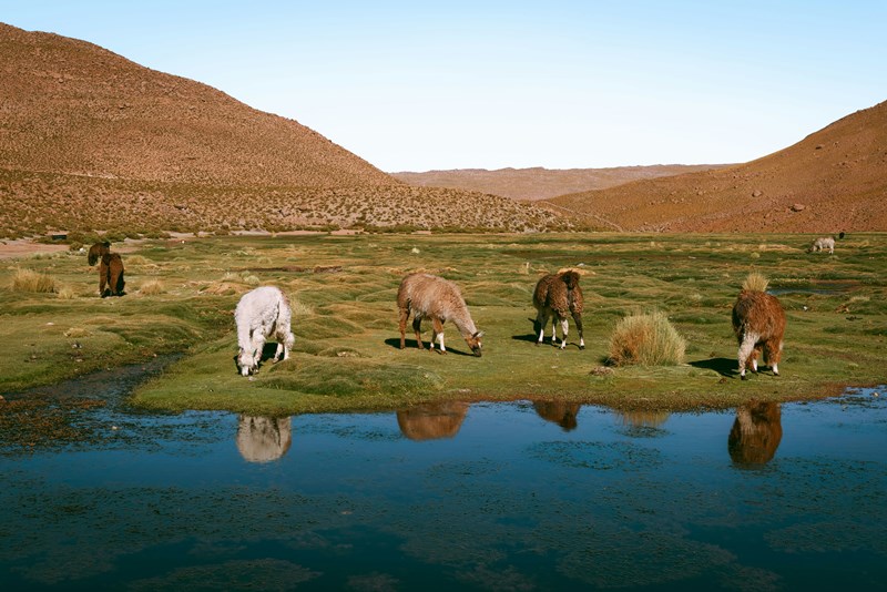 Los destinos más bellos para unas vacaciones individuales en Chile: aventura y tranquilidad