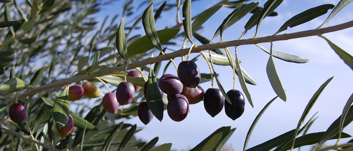 Estanque Aceitunero