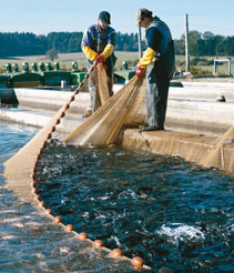 Agricultura, Ganadería Y Pesca