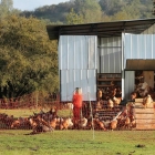 Malla Electrificada Para Gallinas