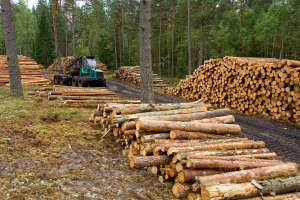 Preparación De Madera (en