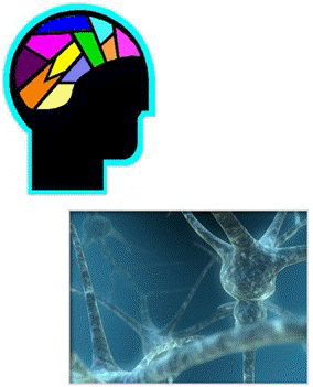 Neurofeedback Y Optimización De Desempeño