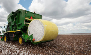 Cotton Harvesting