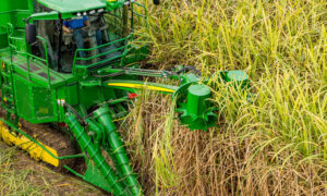 View Sugar Harvesting