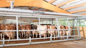 Cow Crowd Gates