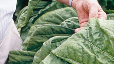 Green Leaf Processing