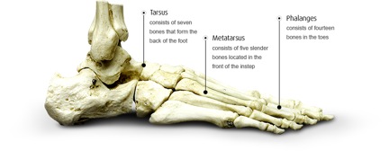 Anatomía Del Pie