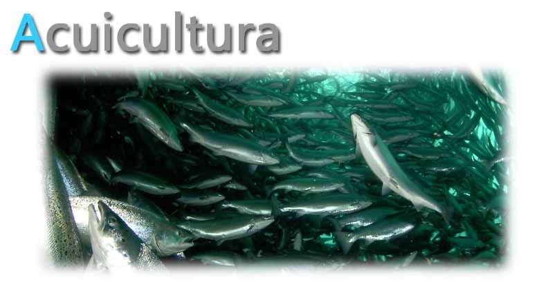 Acuicultura